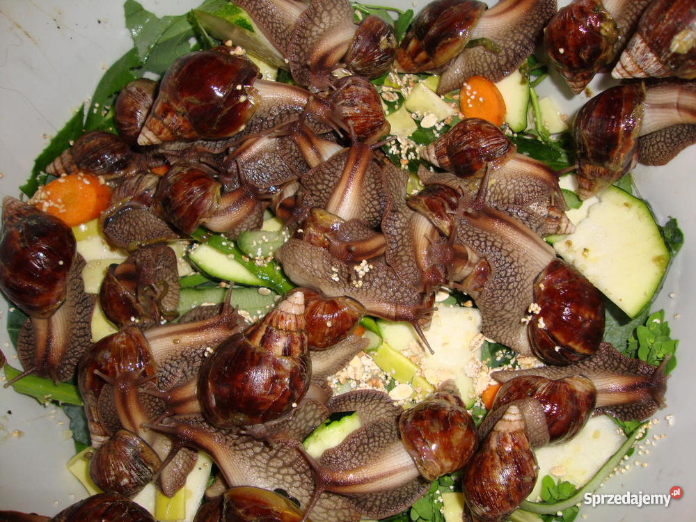 Ślimaki lądowe olbrzymy Achatina fulica Lublin