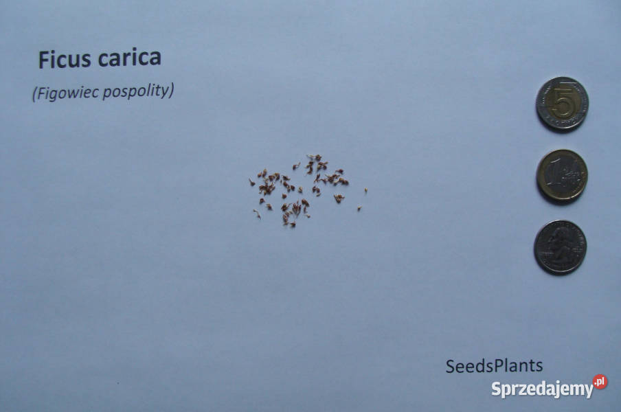 FIGOWIEC POSPOLITY Ficus carica NASIONA 10000 Lubanie