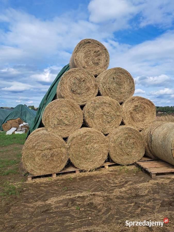 Siano koni bydła gryzoni szynszyli królików Zawiercie