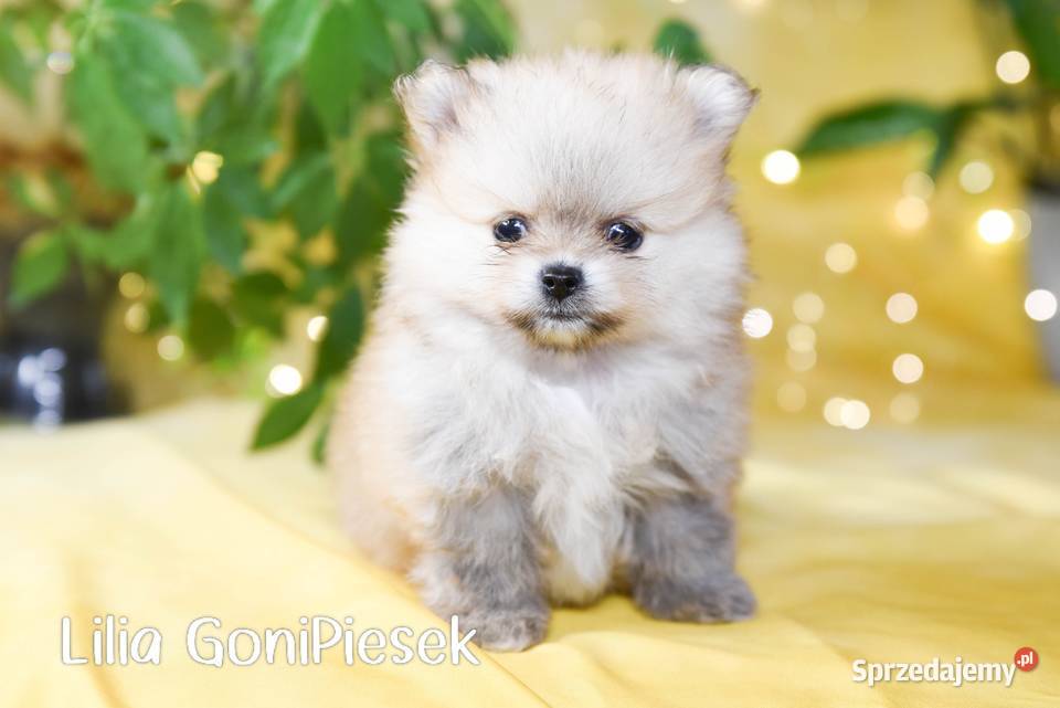 Pomeranian Szpic Miniaturowy