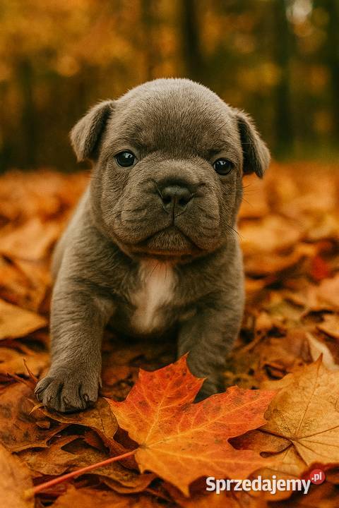 Buldog francuski Aktualne