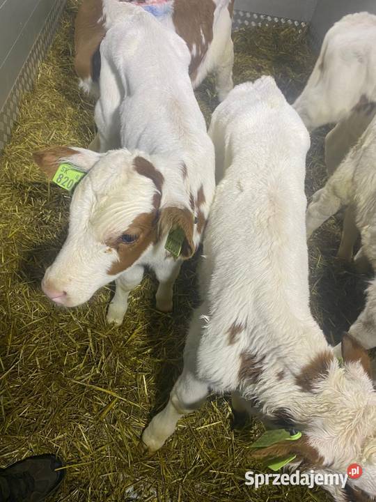 Byczki z dostawą Łowicz