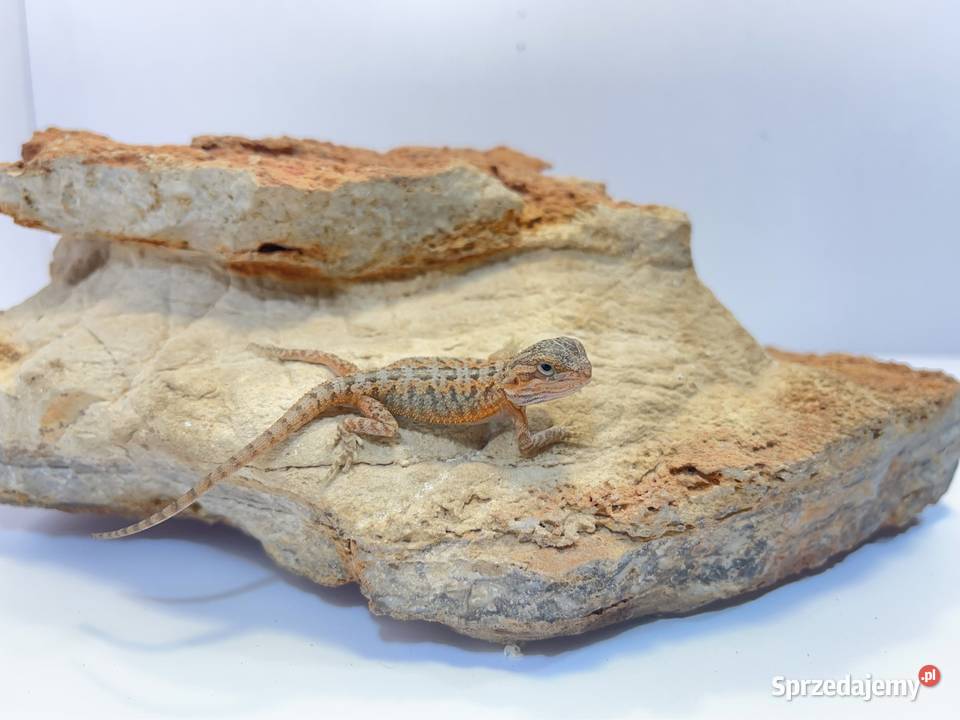Agama Brodata Orange red translucent Tczew