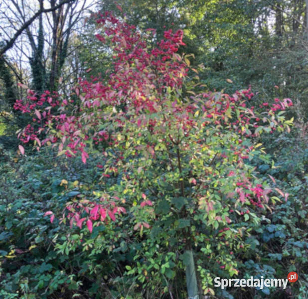 TRZMIELINA POSPOLITA Euonymus europaeus NASIONA