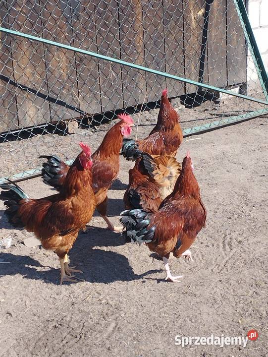 Sprzedam koguty mlode Giełda zwierząt Wola Raniżowska