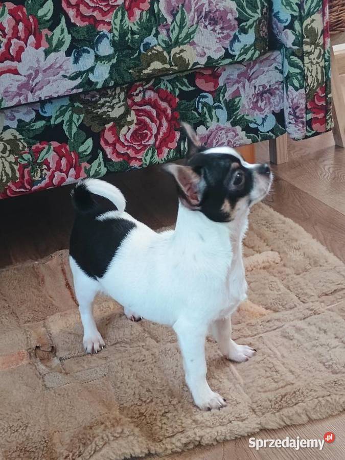 Chihuahua chłopiec Kleszczów