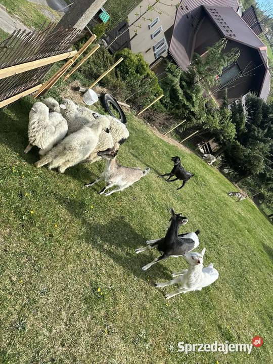 Sprzedam owce kozy Nowy Sącz