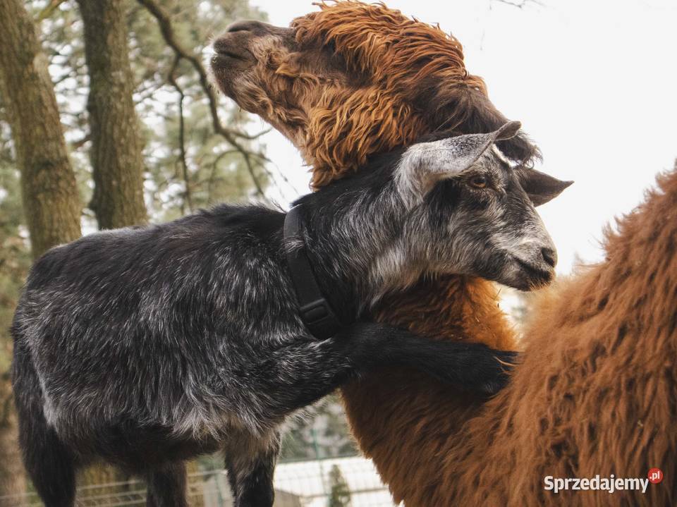 Sprzedam kozę Warszawa