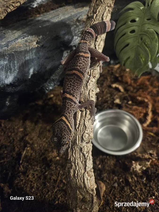 Goniurosaurus luii Samiec Przeworsk
