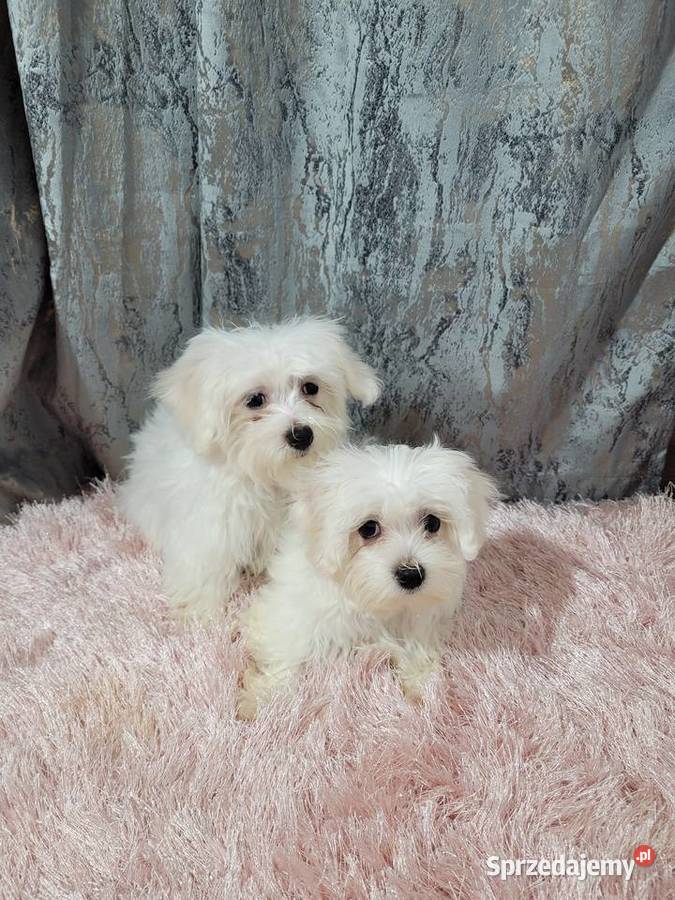 Maltańczyki pieski i suczki małopolskie Kraków sprzedam