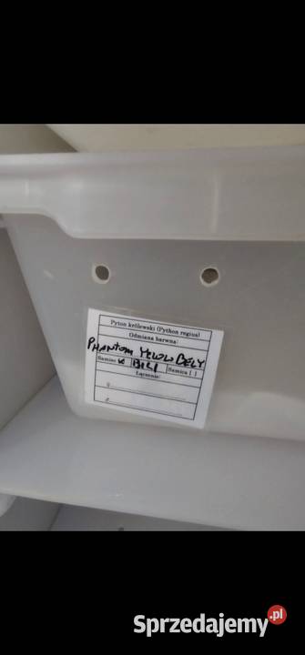 Hodowla wezy pyton królewski 4 Szczecin