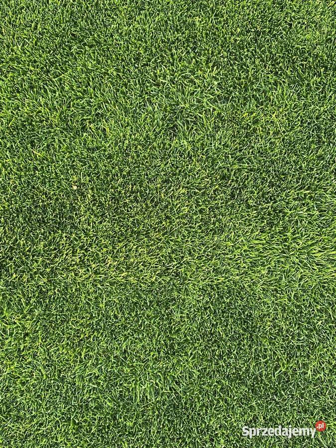 Trawa z rolki Barenbrug Lublin