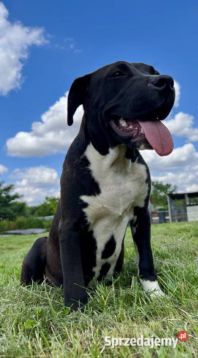 Amstaff szczeniak Kietrz
