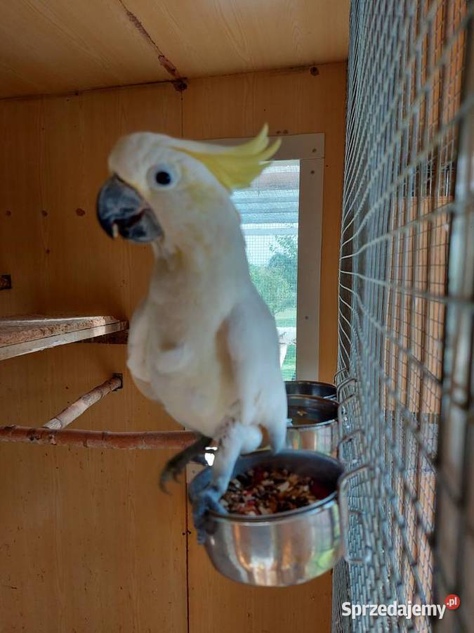 Kakadu żółtolica samiec oswojony Ryki