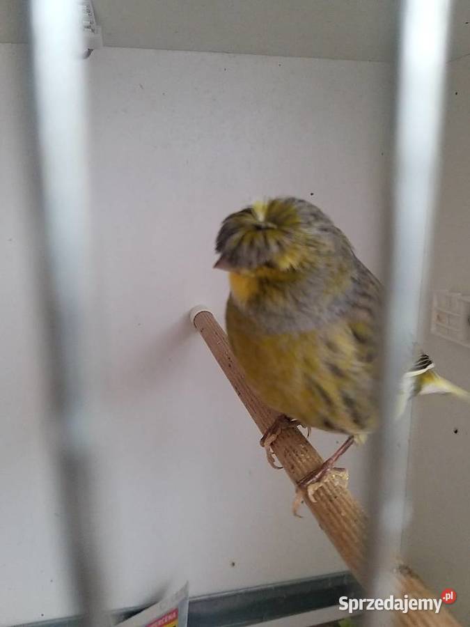 Kanarek Gloster samiec Gostyń