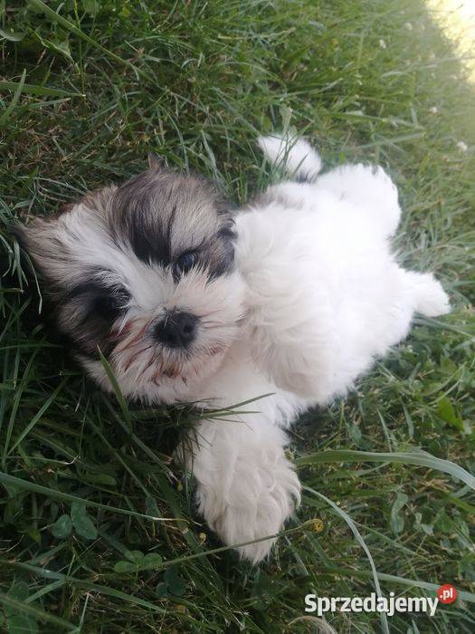 Szczeniaki shihtzu gotowe do odbioru małopolskie Jodłówka-Wałki