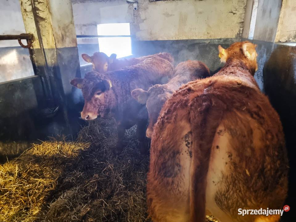 SPRZEDAM jałówkI rasy Limousine BEZROŻNE rogi Ustrzesz