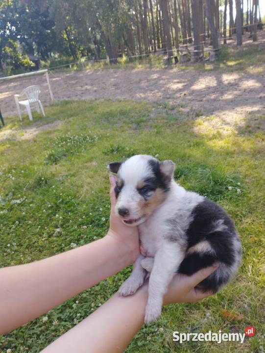 Owczarek szkocki collie z metryką wielkopolskie Zakrzewo sprzedam
