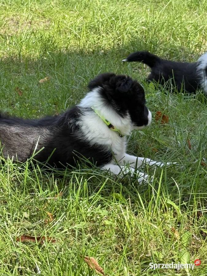 Szczenięta border collie