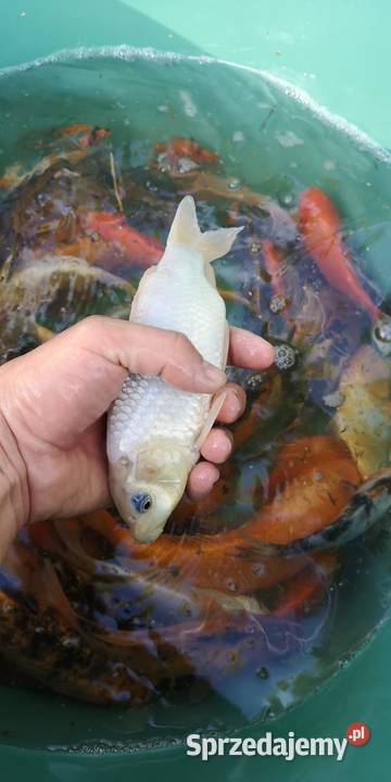 Narybek karpia Koi świętokrzyskie Końskie sprzedam