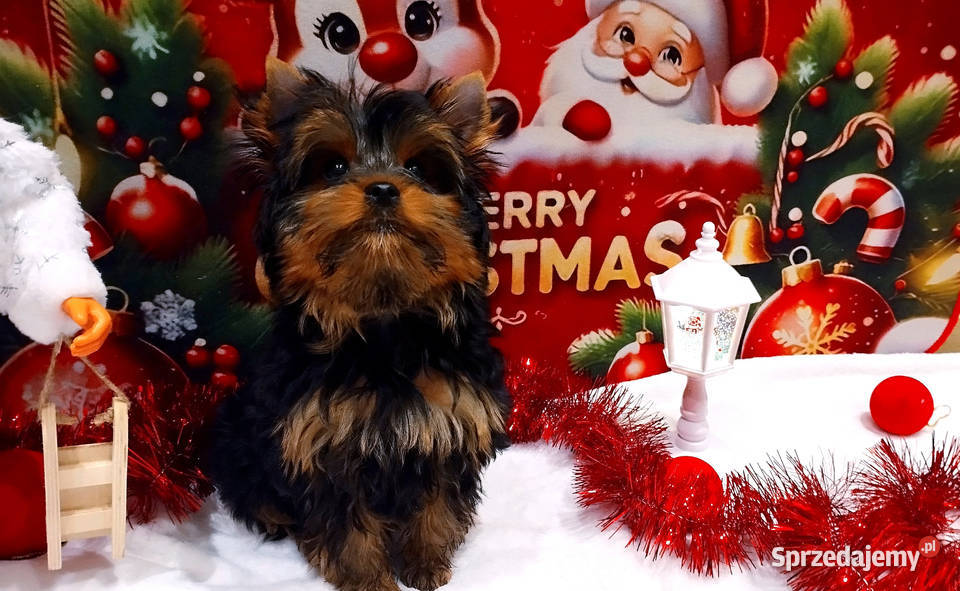 York szczenięta Championach z rodowodem hodowla Wrocław sprzedam