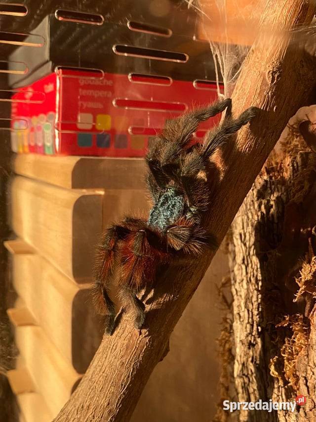 C versicolor samiczka 4DC