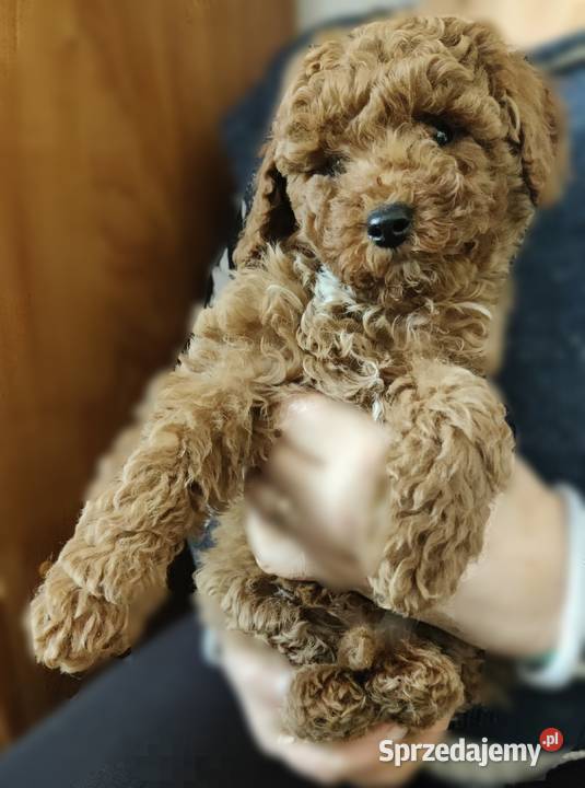 Pudel miniaturowy toy