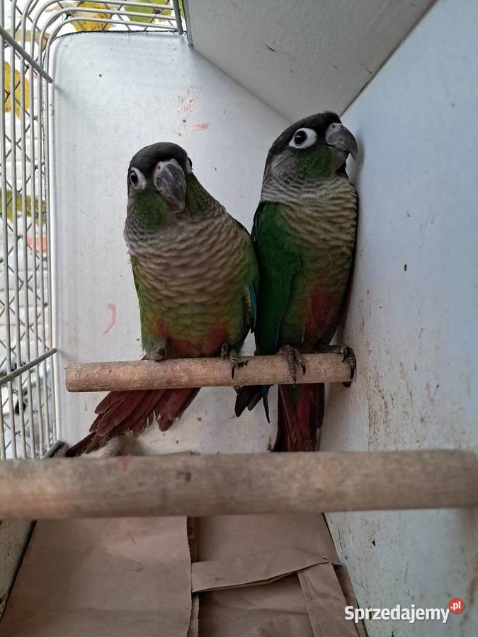 RudosterkiRudosterka podkarpackie Tryńcza sprzedam