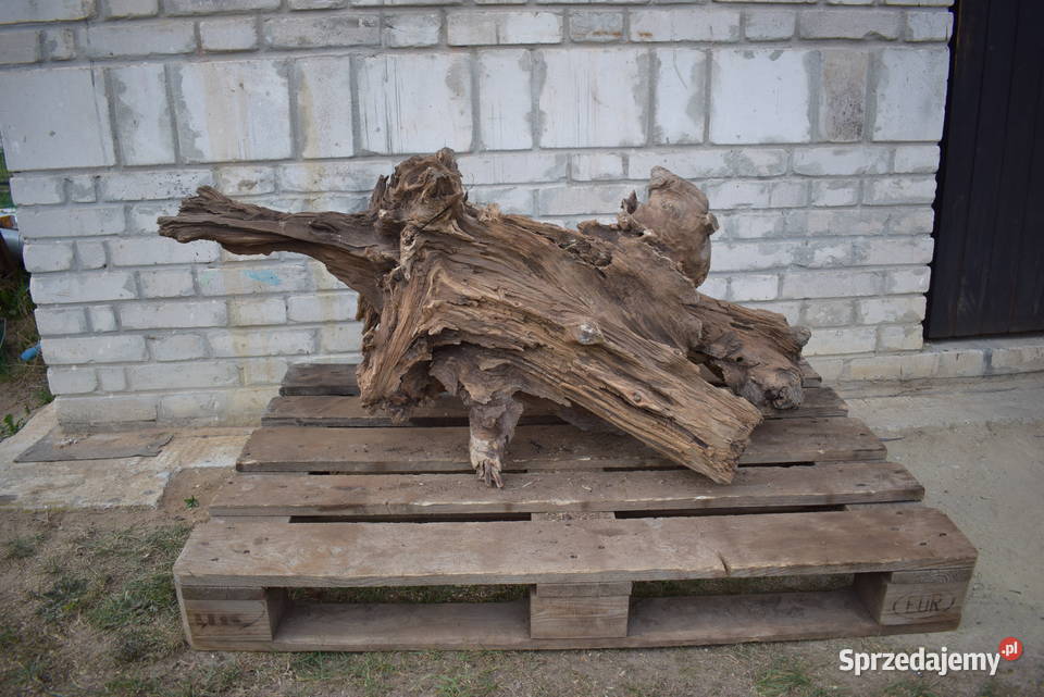 Korzeń ozdobny do ogrodu Połaniec