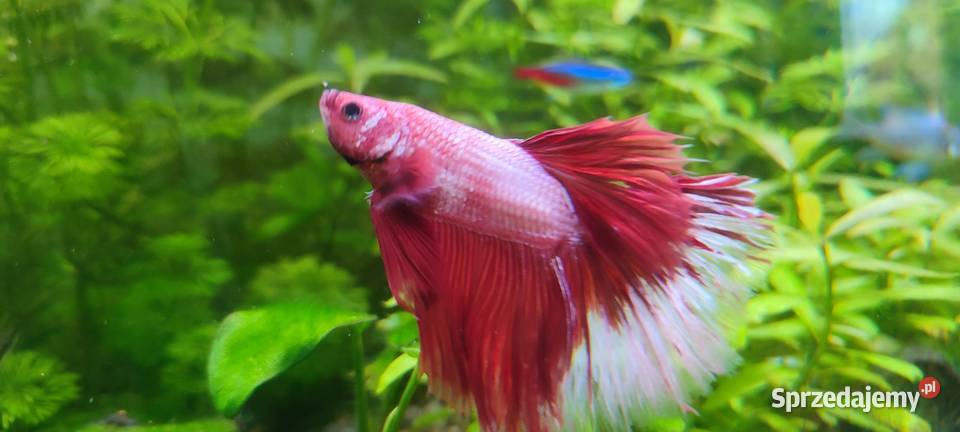 Sprzedam samca bojownika Ryby lubelskie sprzedam