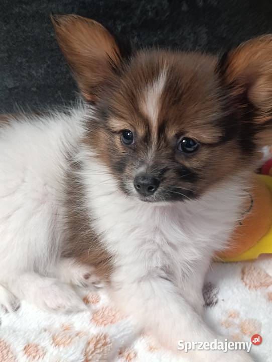 Papillon Spaniel Kontynentalny Szczaworyż