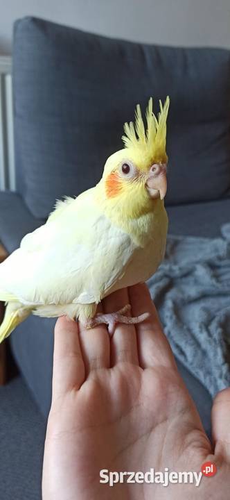 Papuga nimfa Kraków sprzedam