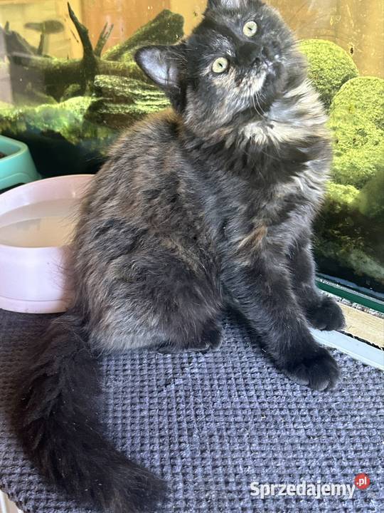 Koteczka Norweska Leśna Rybnik