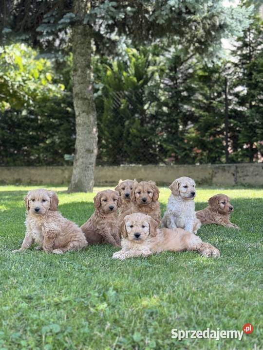 Goldendoodle mini Pudel Golden retriever F1 Tarnów