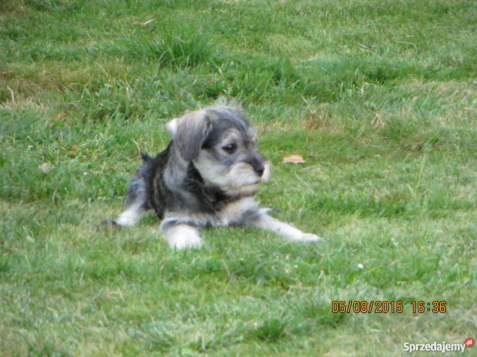 Sznaucer miniaturka śląskie