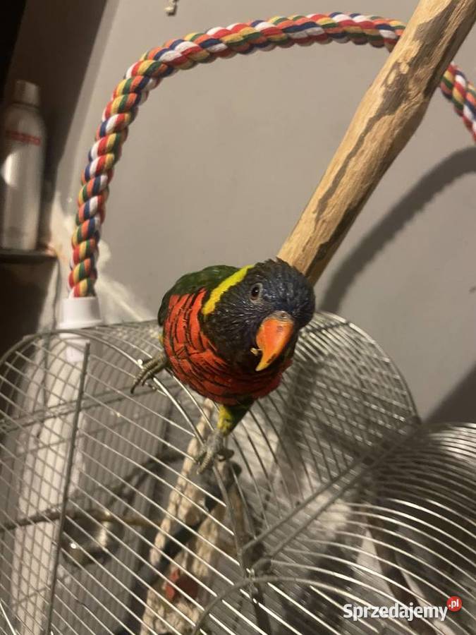 Lorysa górska Wieliczka