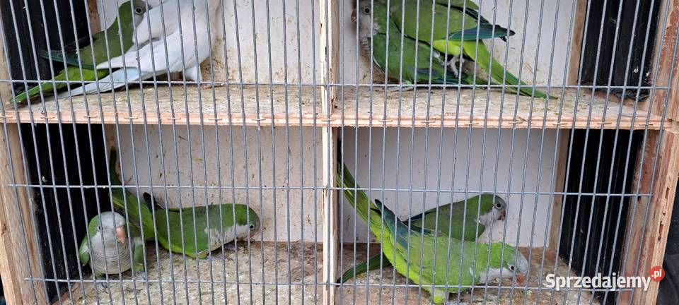 Sprzedam papugi mnichy nizinne mnicha Konin