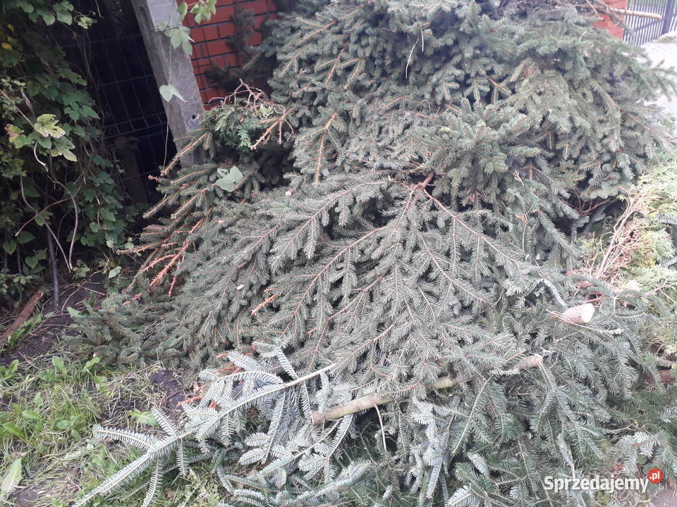 Oddam ŚWIEŻE gałęzie świerkowe do mazowieckie Warszawa