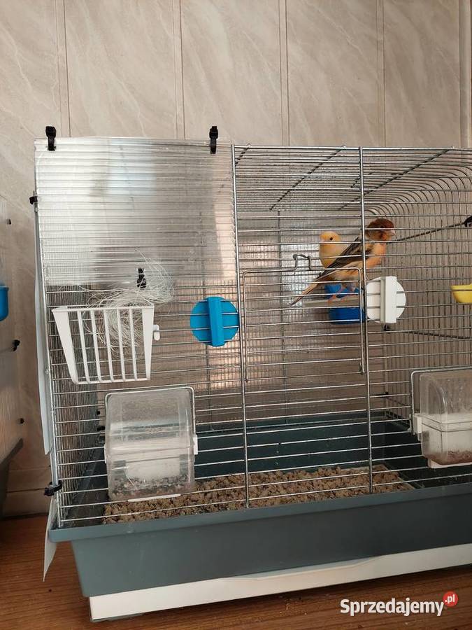 Kanarek samiec z 2025 Katowice sprzedam