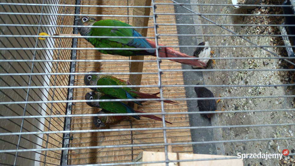 Papugi rudosterki Kosina sprzedam