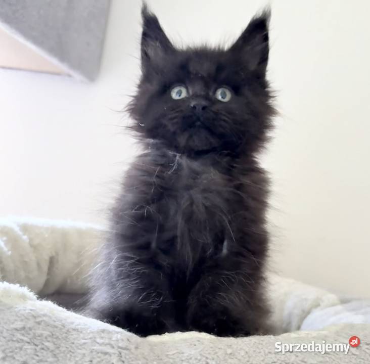 Maine Coon Śliczne kocięta Wińsko