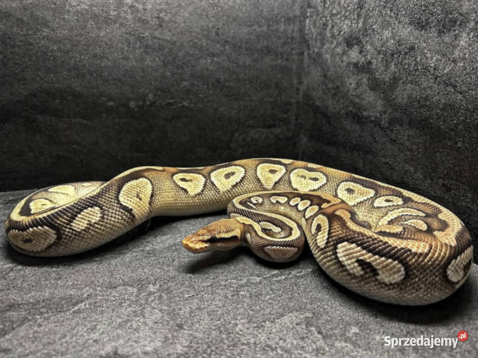 Wąż krolewski terrarium Pozostałe Węgrów sprzedam