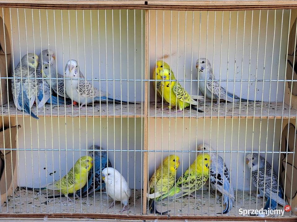 Papugi papużki faliste TCB