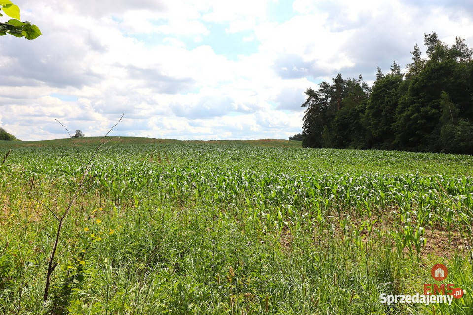sprzedaży działki 1273m2 Rożyńsk Wielki