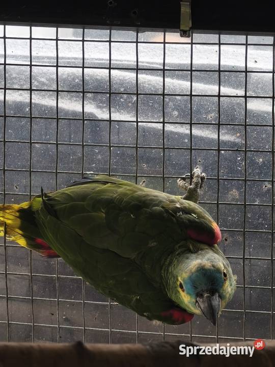 Amazonki niebieskoczelne para lęgowa Olkusz