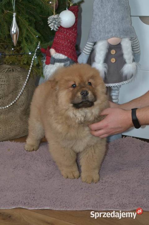 CHOW CHOW CZAU CZAU DO ODBIORU Warszawa sprzedam