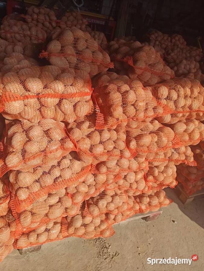 Ziemniaki jadalne Vineta sprzedam