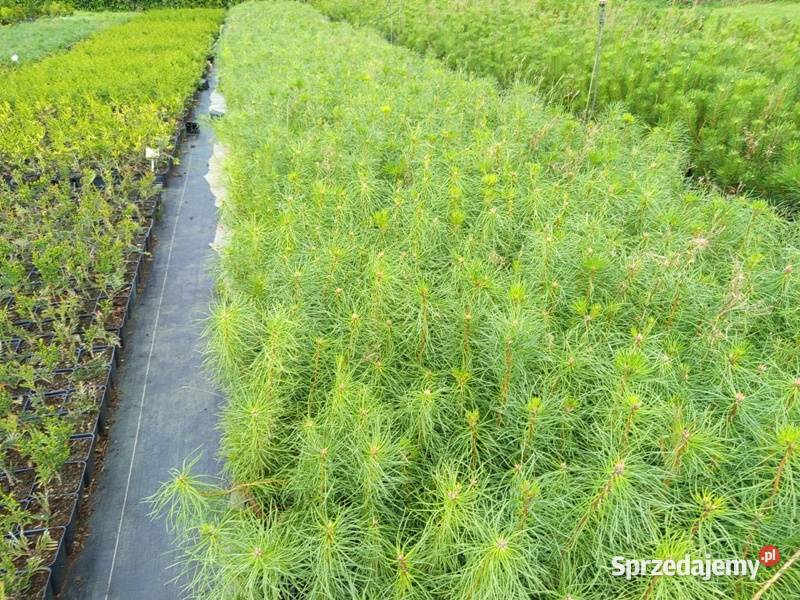 Pinus sylvestris var mongholica 3545 4 Wrocław Januszkowice sprzedam