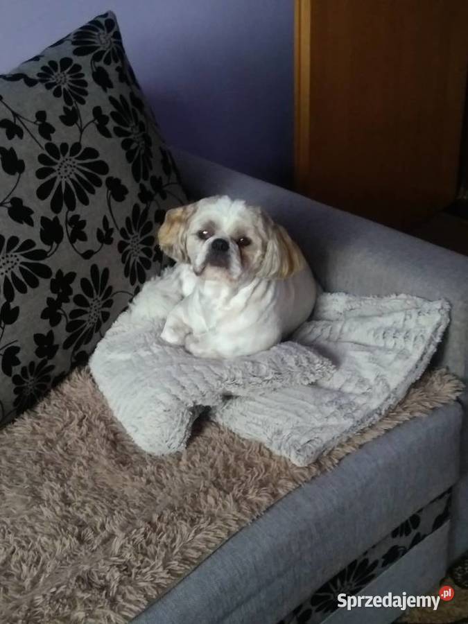 Szczeniaczki shih tzu puchate perełki lubelskie Lubartów