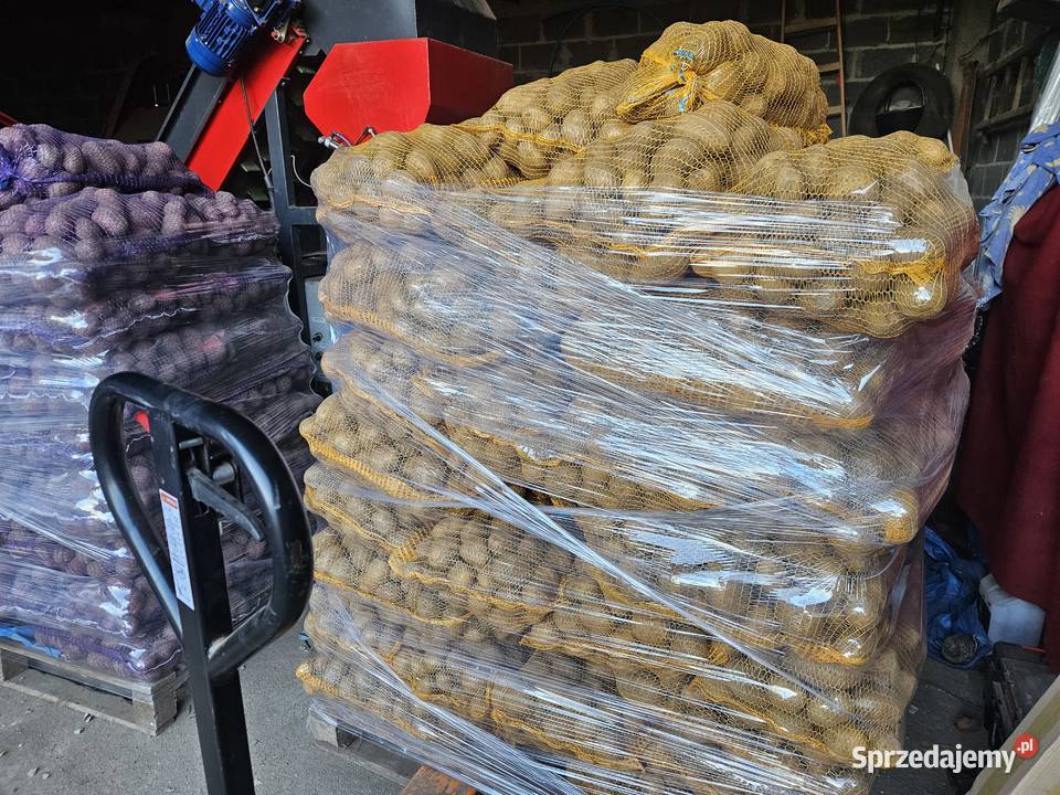 Ziemniaki jadalne Ignacy Soraya na paletach Kolosy